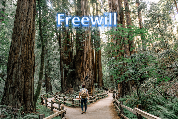 freewill what path will you take