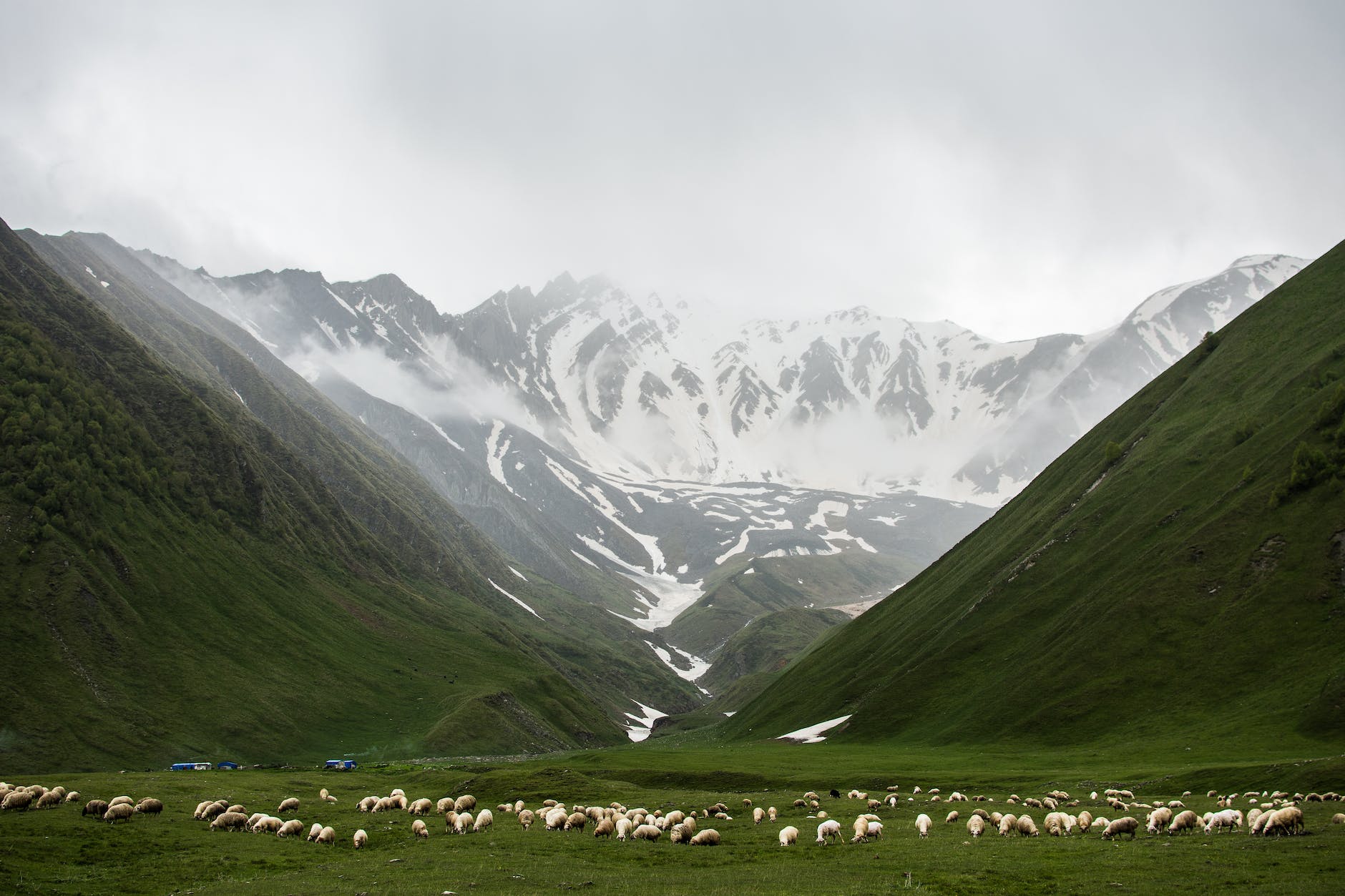 Sheep in a valley