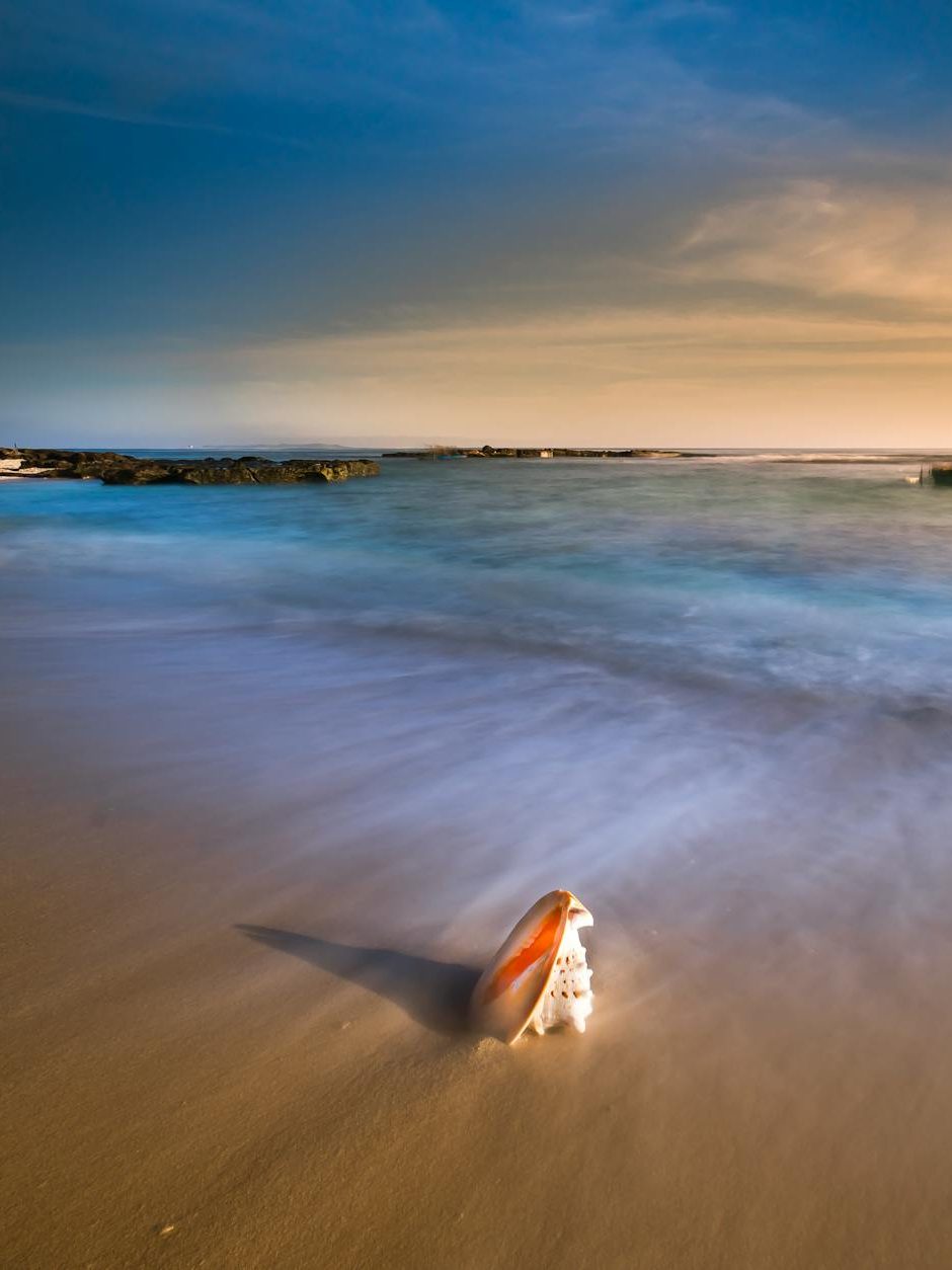 shell on the sea shore