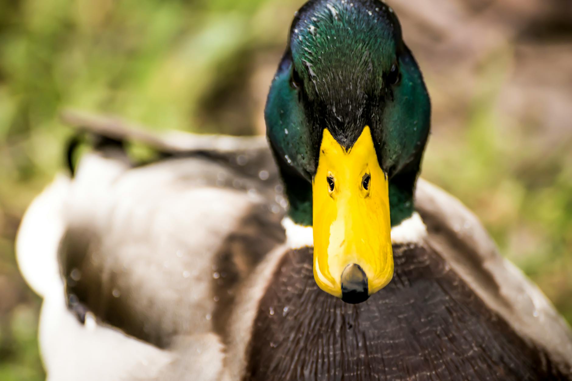 Mallard Duck looking at you