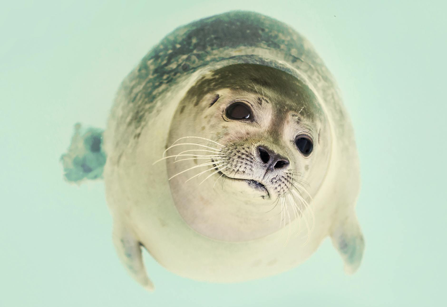 smiley seal