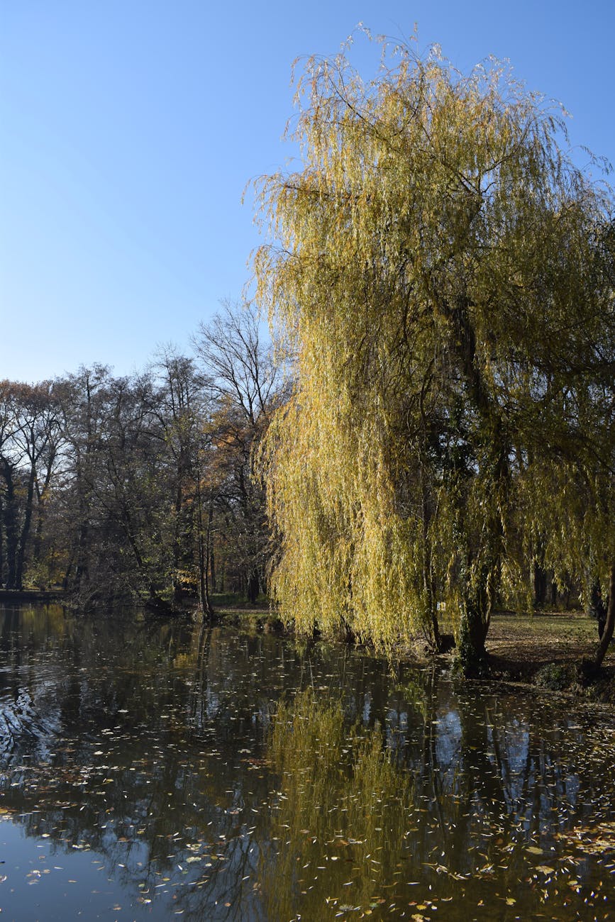 Willow tree