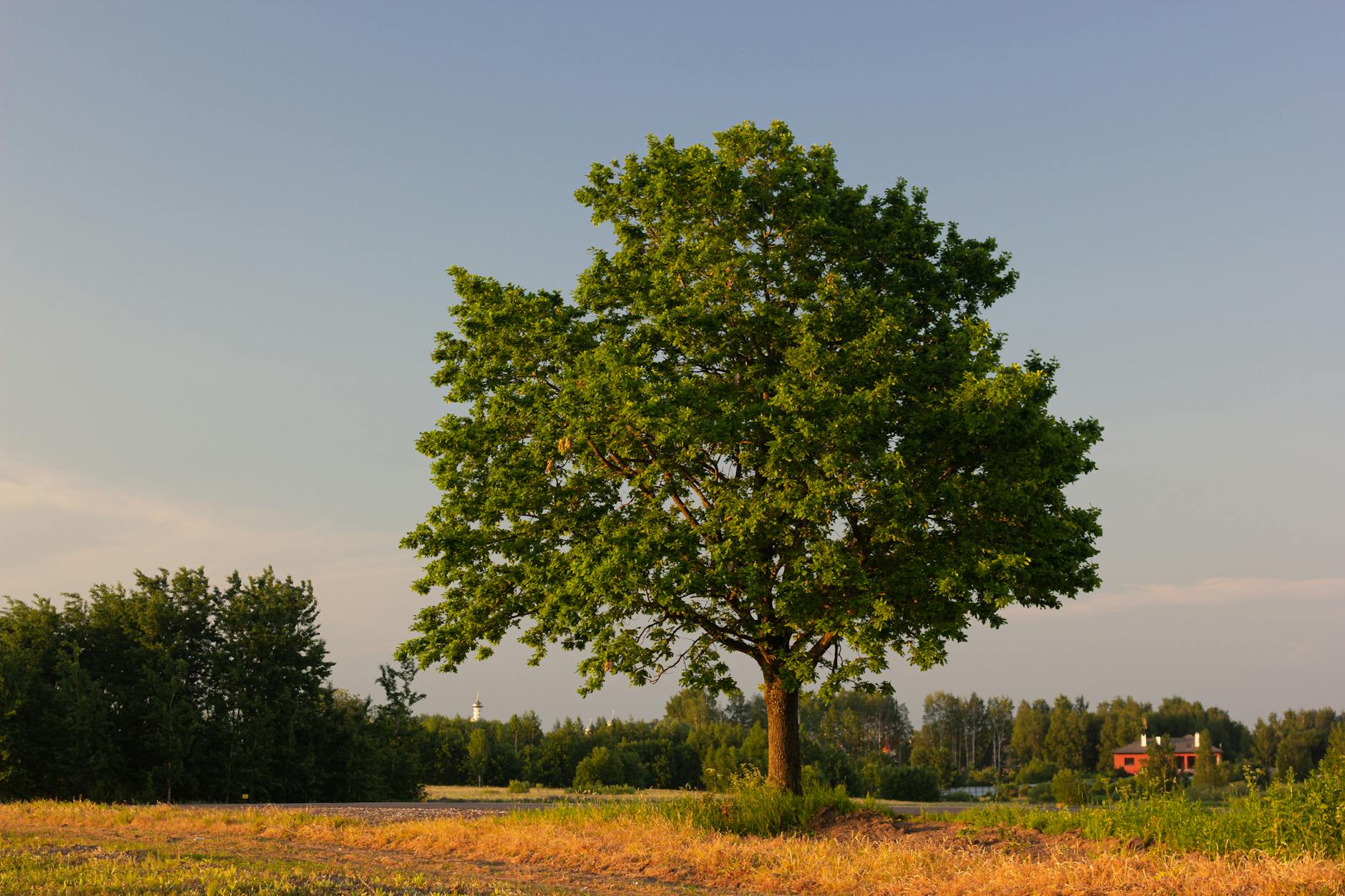 oak tree