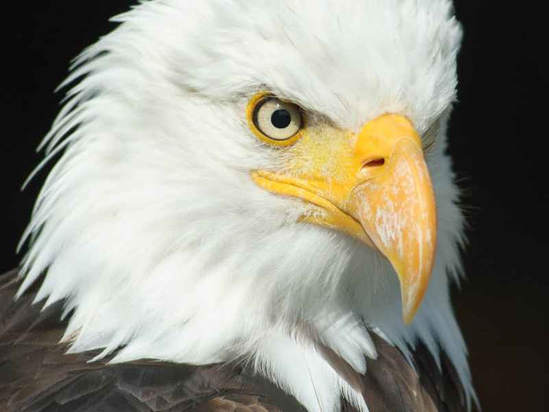 1 Corinthians 10:13; Fearless